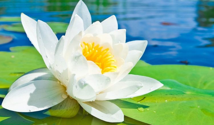 女性半夜莲花开放的治疗方法,女性半夜莲花开放的治疗指南