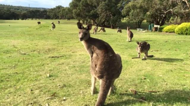 新澳2024今晚开奖资料四不像,探索彩票背后的神秘面纱,彩票背后的神秘面纱,新澳2024今晚开奖资料四不像探索