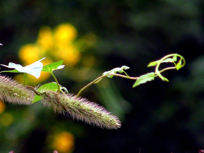 缠欢,情感交织的美妙世界,情感交织的美妙世界,缠欢之旅