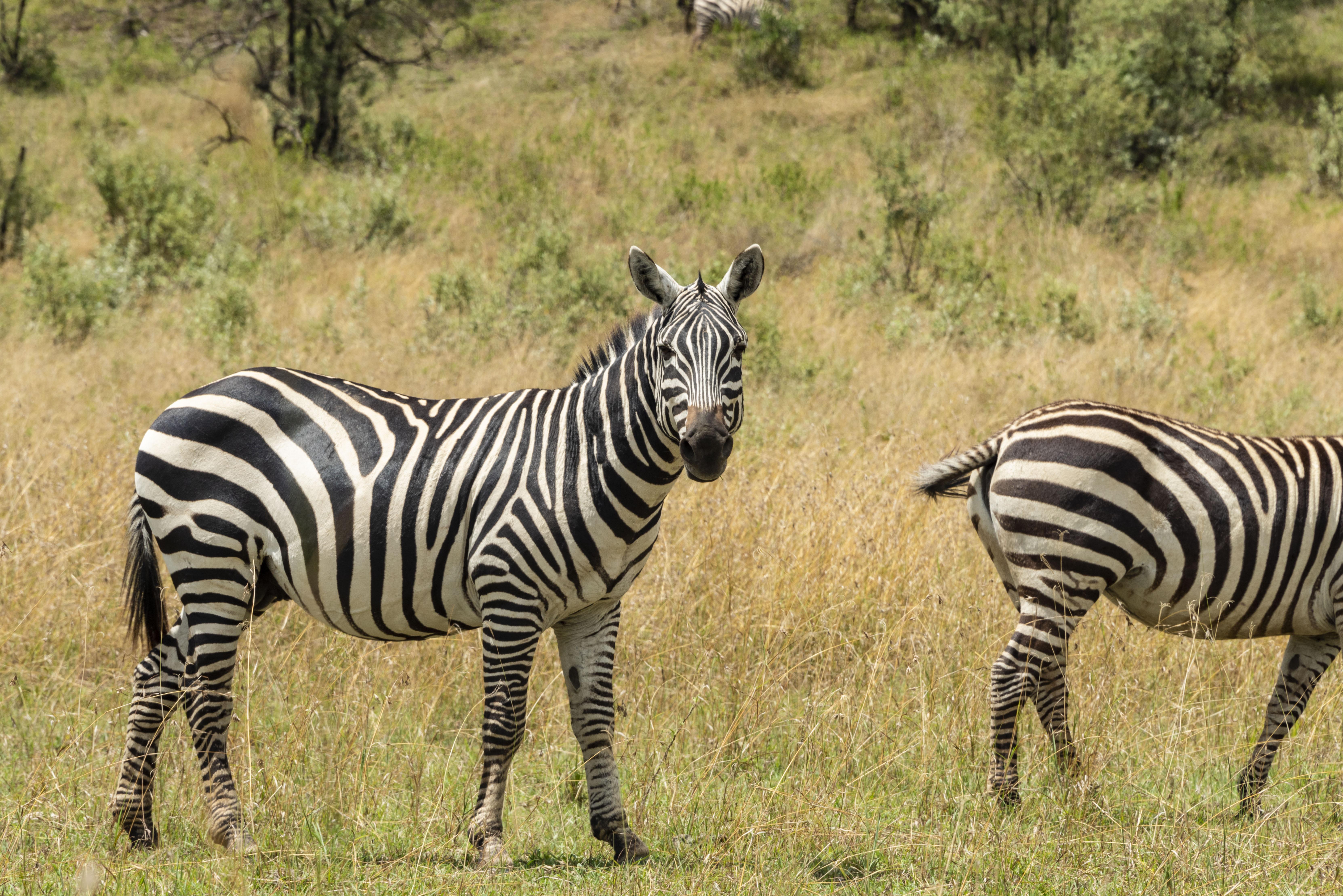 肯尼亚旅游最佳时间解析，肯尼亚旅游最佳时间解析与攻略