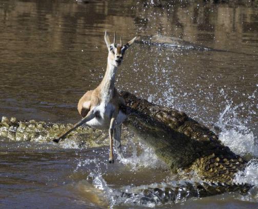 肯尼亚旅游最佳时间解析,肯尼亚旅游最佳时间解析与攻略
