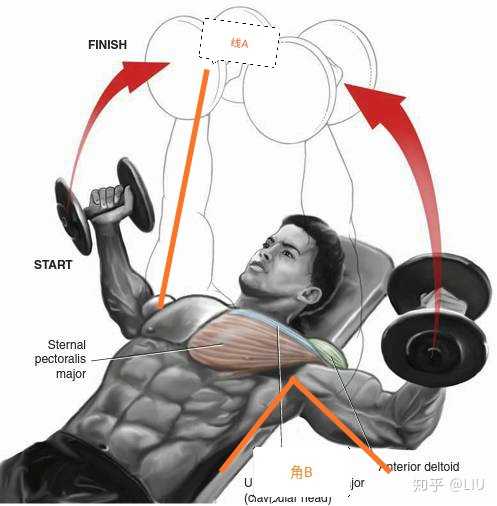 塑造完美身材,锻炼胸肌和腹肌的有效方法,塑造完美身材,锻炼胸肌与腹肌的高效方法