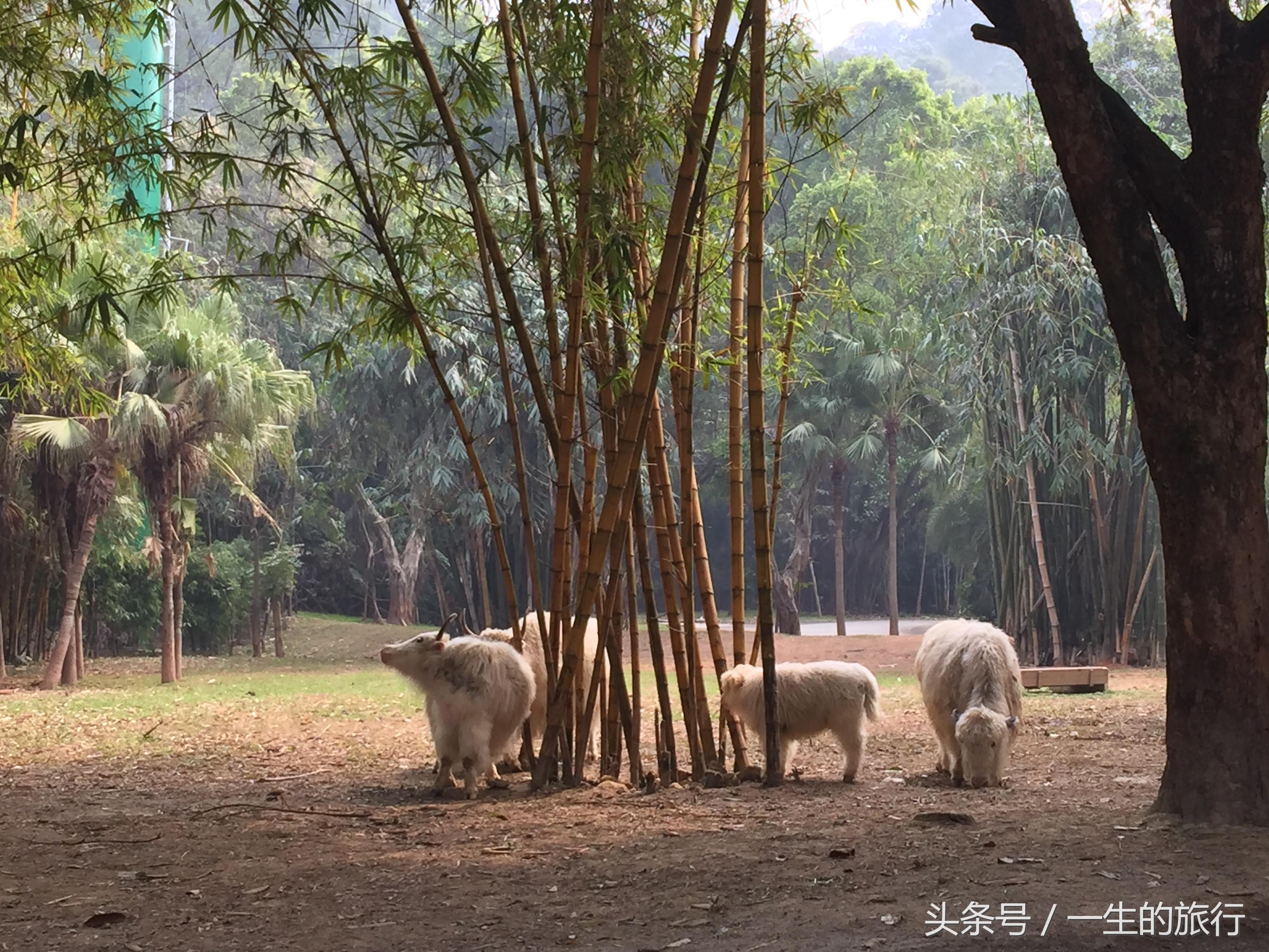 北京动物园门票购买攻略,北京动物园门票购买指南
