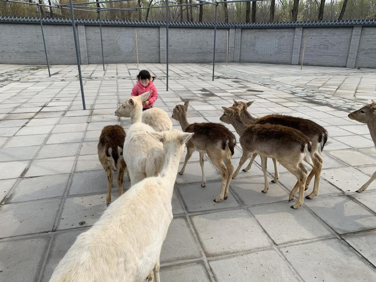 北京动物园门票购买攻略,北京动物园门票购买指南