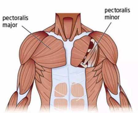 如何让胸肌快速增大,如何快速增大胸肌?