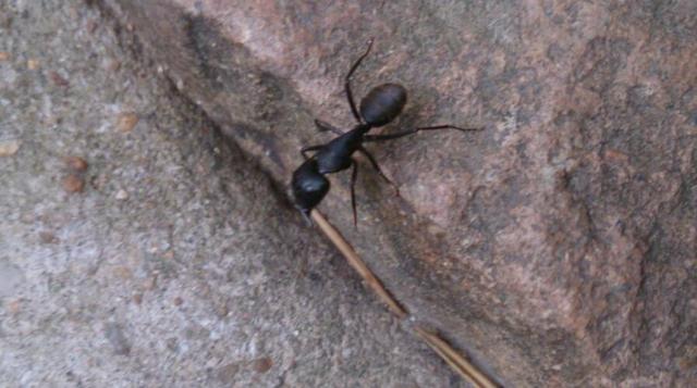 BT蚂蚁,探索未知世界的微小力量,BT蚂蚁,微小力量探索未知世界