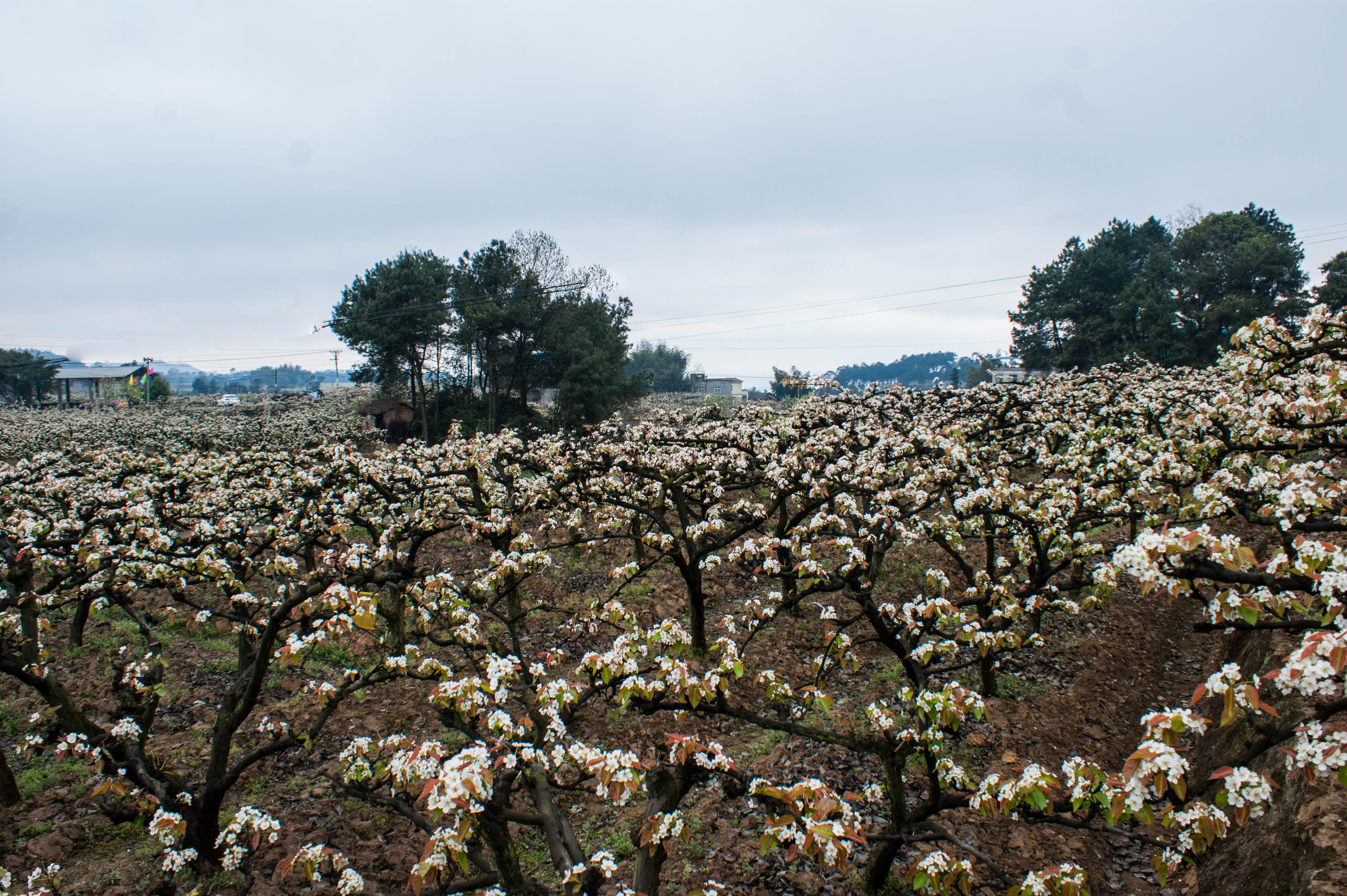 寂寞杏花红——探寻生命之美中的孤独与坚韧,孤独与坚韧,探寻生命之美中的杏花红