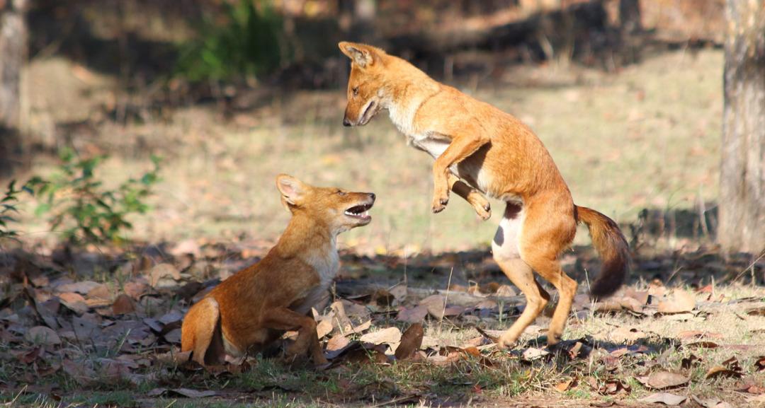 巴厘岛所属国家的探索之旅,巴厘岛所属国家深度游攻略,探索神秘之旅
