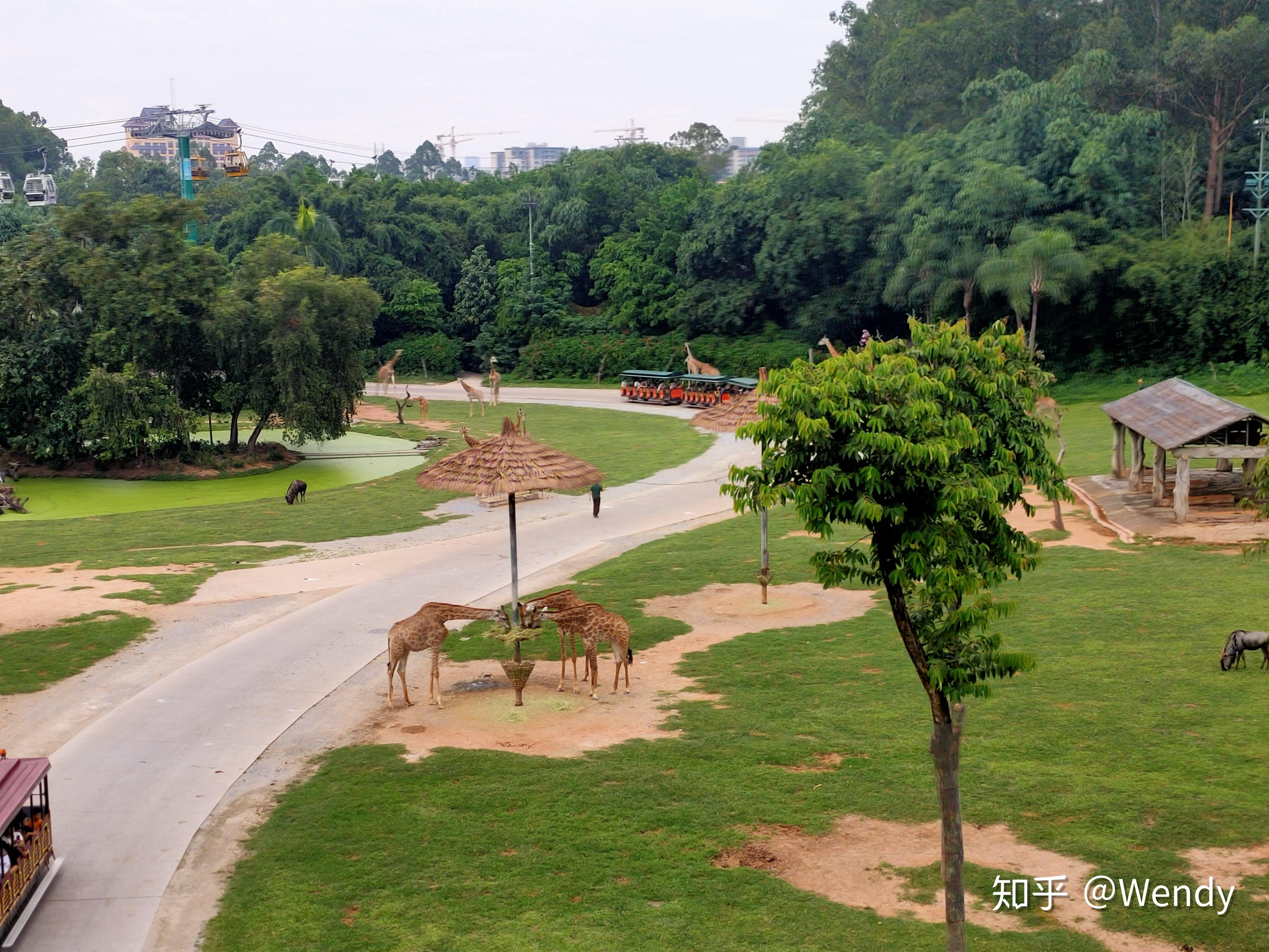 广州长隆野生动物园攻略,广州长隆野生动物园游玩攻略