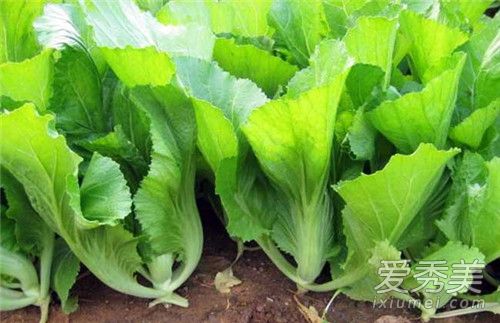 芥菜,一种平凡而独特的蔬菜之美,芥菜,平凡之中的独特蔬菜魅力