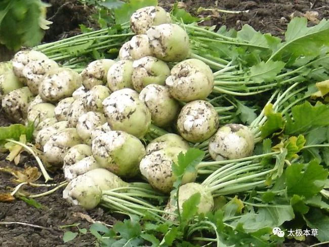 芥菜,一种平凡而独特的蔬菜之美,芥菜,平凡之中的独特蔬菜魅力