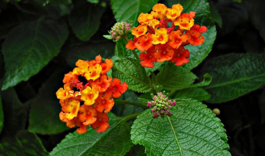 味道的魅力,探索六重境界,味道的魅力,六重境界探索之旅