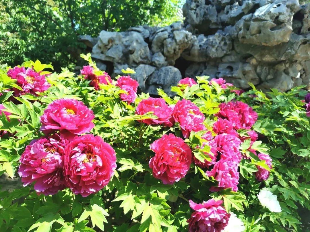 北京园博园，一处值得探索的园林艺术胜地，北京园博园，园林艺术探索胜地