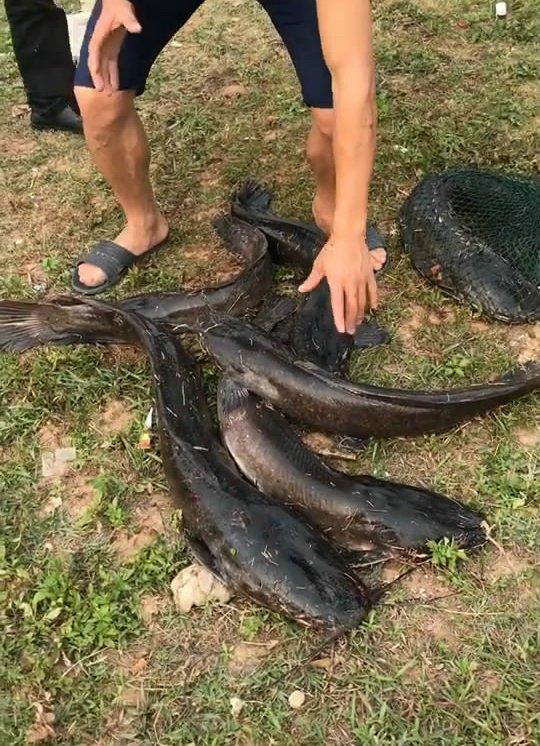 揭秘十大垃圾鱼,认识并防范这些潜在的健康威胁,揭秘十大垃圾鱼,如何防范潜在的健康威胁?