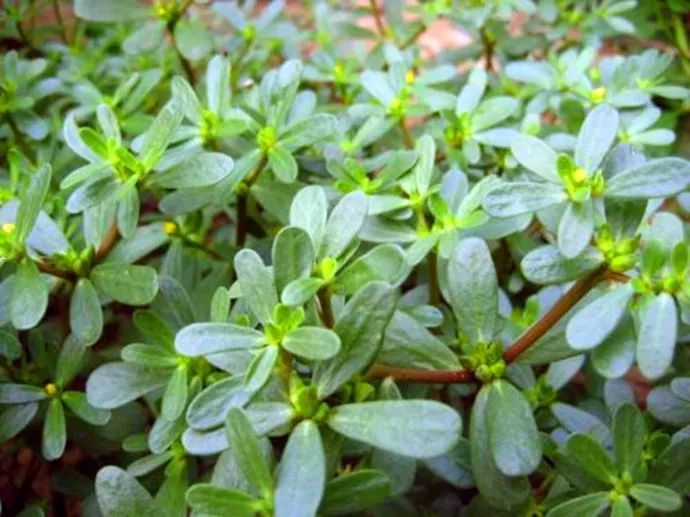 马齿苋，一种值得关注的植物及其图片展示，马齿苋，植物介绍与图片展示