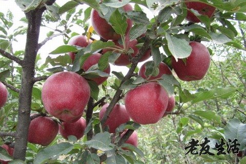 苹果,神奇的自然恩赐与健康的守护者,苹果,自然之赐与健康的守护神