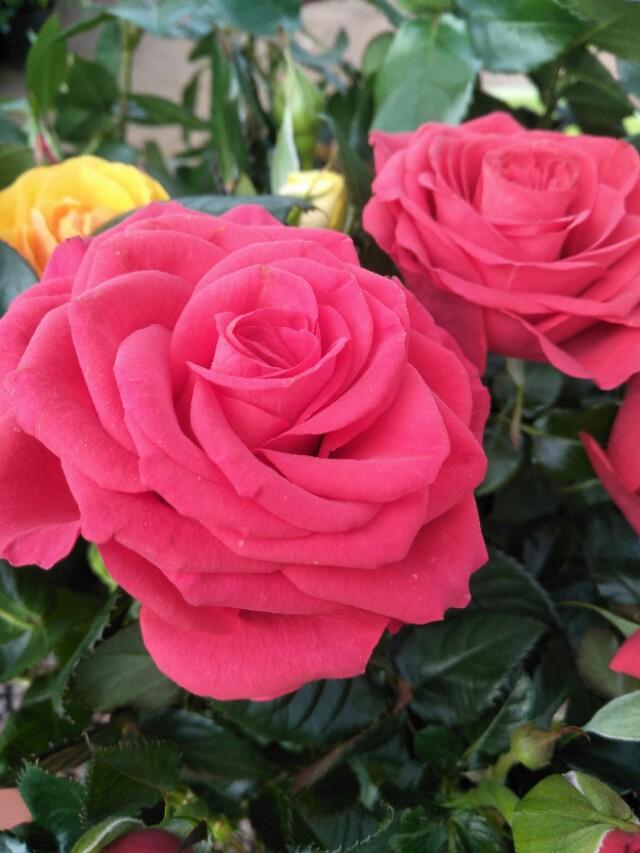 玫瑰情人网与微信公众，爱的连结与互动新纪元，玫瑰情人网与微信，爱的连结互动新纪元