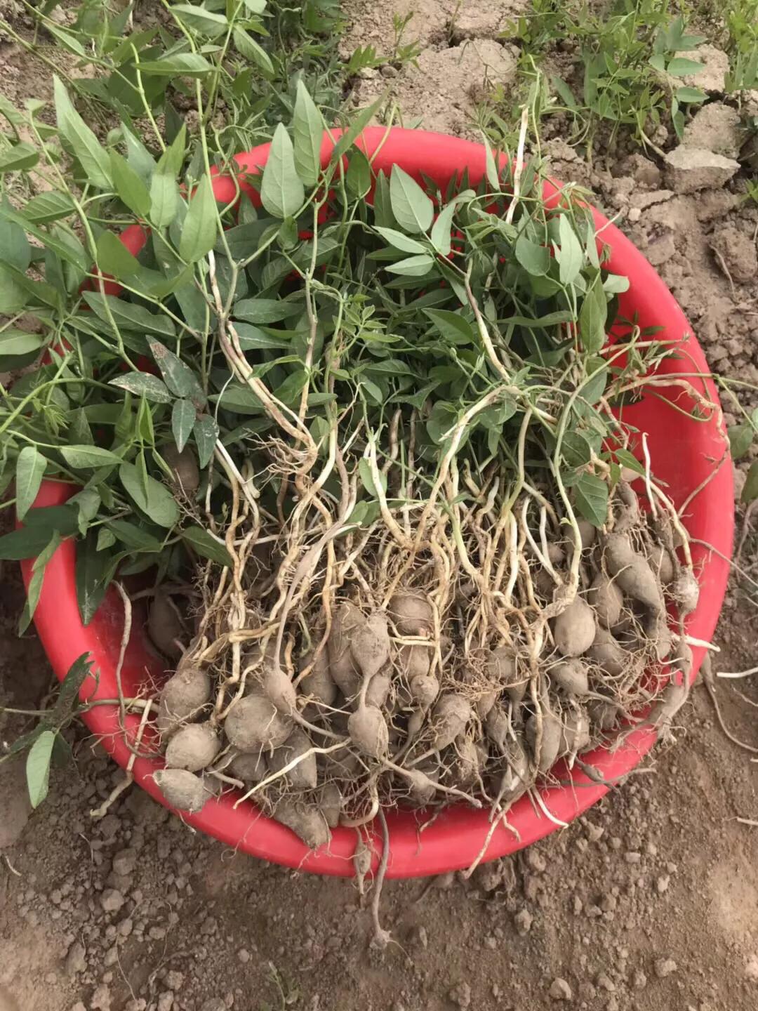 板栗,大自然的营养宝库,其功效与作用令人惊叹,板栗,大自然的营养宝库,惊人功效与作用揭秘