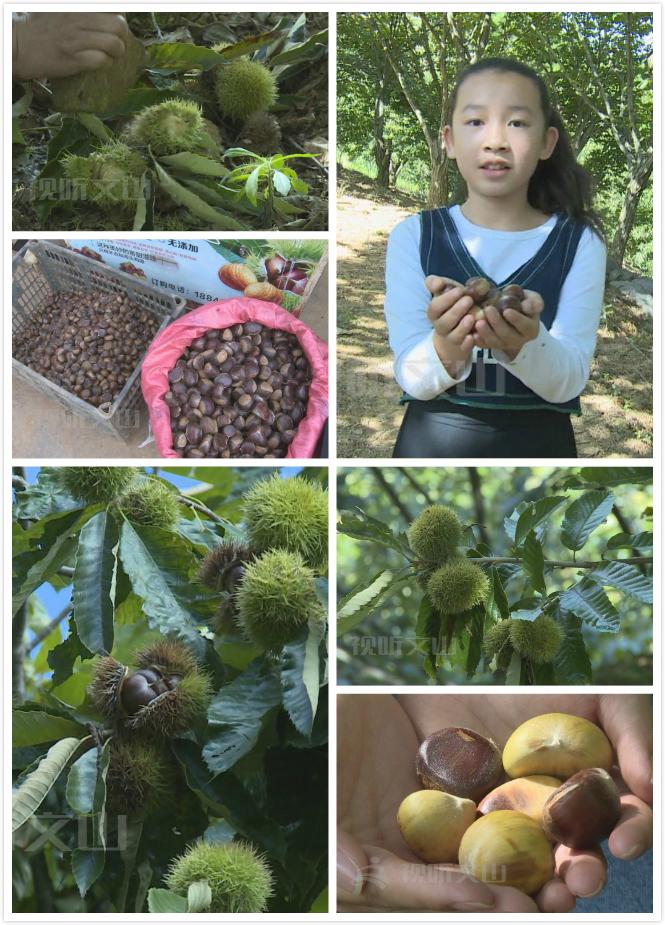 板栗,大自然的营养宝库,其功效与作用令人惊叹,板栗,大自然的营养宝库,惊人功效与作用揭秘