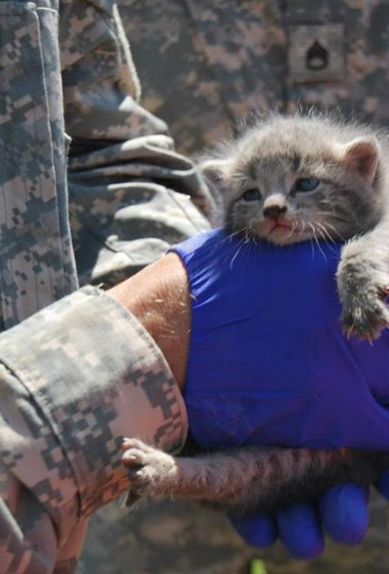 眼镜蛇直升机,空中力量的独特象征,眼镜蛇直升机,空中力量的独特标志