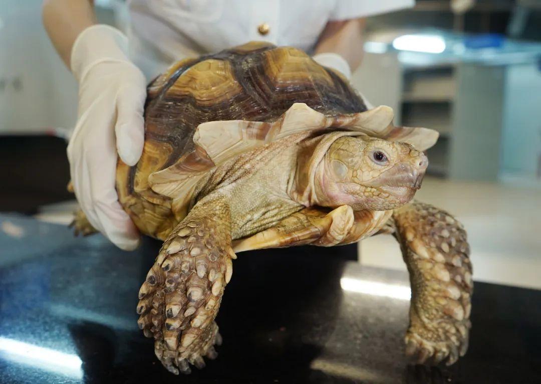 探索新澳门正版免费资本车,未来的交通出行新模式,探索新澳门正版免费资本车,未来交通出行新模式展望