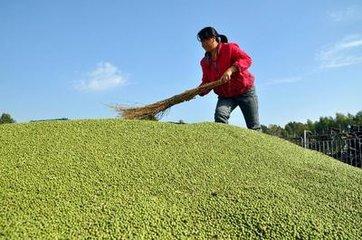玉米走势最新分析图,市场趋势与影响因素探讨,玉米市场走势最新分析图及趋势与影响因素探讨