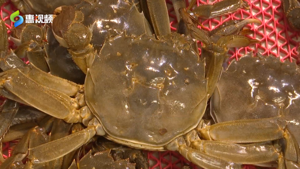 今日螃蟹价格最新行情分析,今日螃蟹价格行情分析与展望