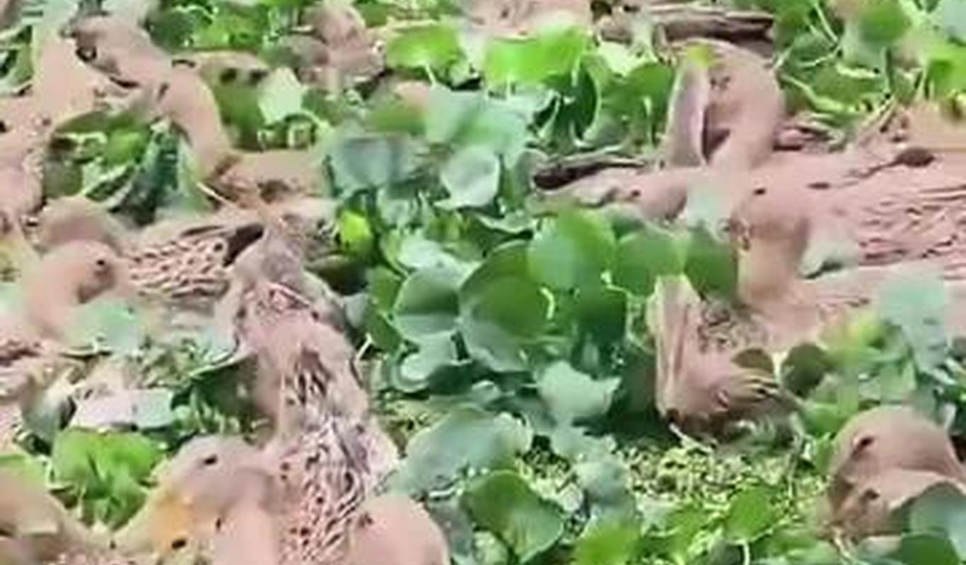 老鸭窝最新视频,探索与发现的时代前沿,老鸭窝最新视频,探索与发现的时代前沿揭秘