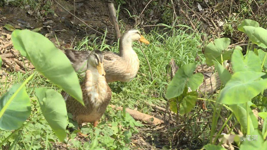 老鸭窝最新视频,探索与发现的时代前沿,老鸭窝最新视频,探索与发现的时代前沿揭秘