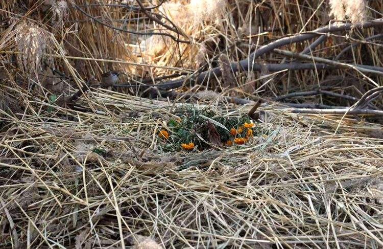 老鸭窝最新视频,探索与发现的时代前沿,老鸭窝最新视频,探索与发现的时代前沿揭秘