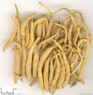 太子参价格最新动态,市场分析与预测,太子参价格最新动态及市场分析与预测报告