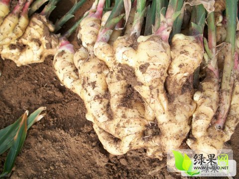 昌邑生姜最新价格行情分析，昌邑生姜最新价格行情解析