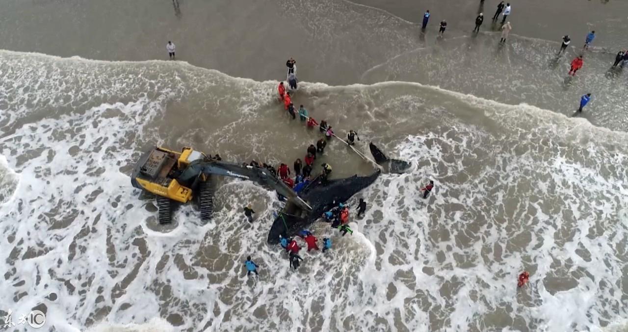 东方海洋股票最新消息全面解读,东方海洋股票最新消息全面解读与分析