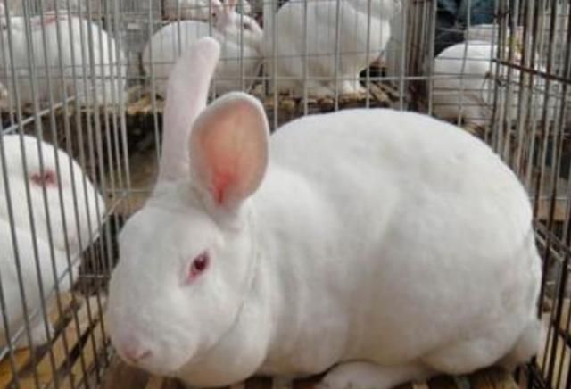 最新兔子价格分析，最新兔子价格走势分析