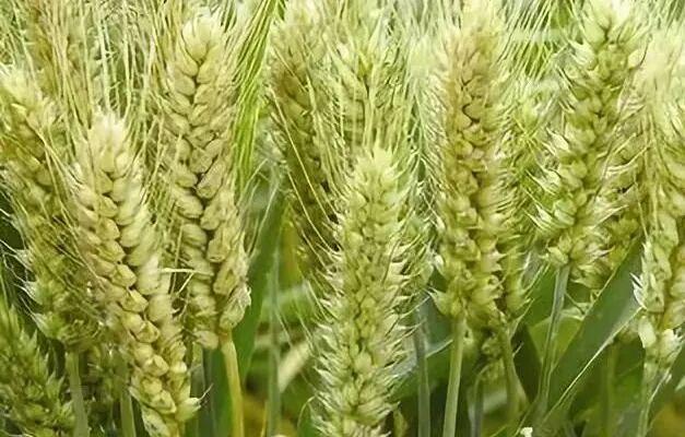 最新小麦价格行情分析,最新小麦价格行情解析